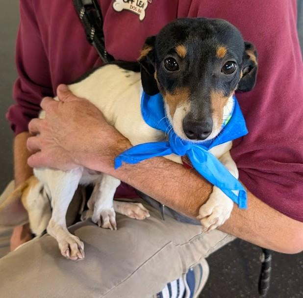 ENZO, a ADOPTABLE mixed breed in Lincoln, NE image 6/6