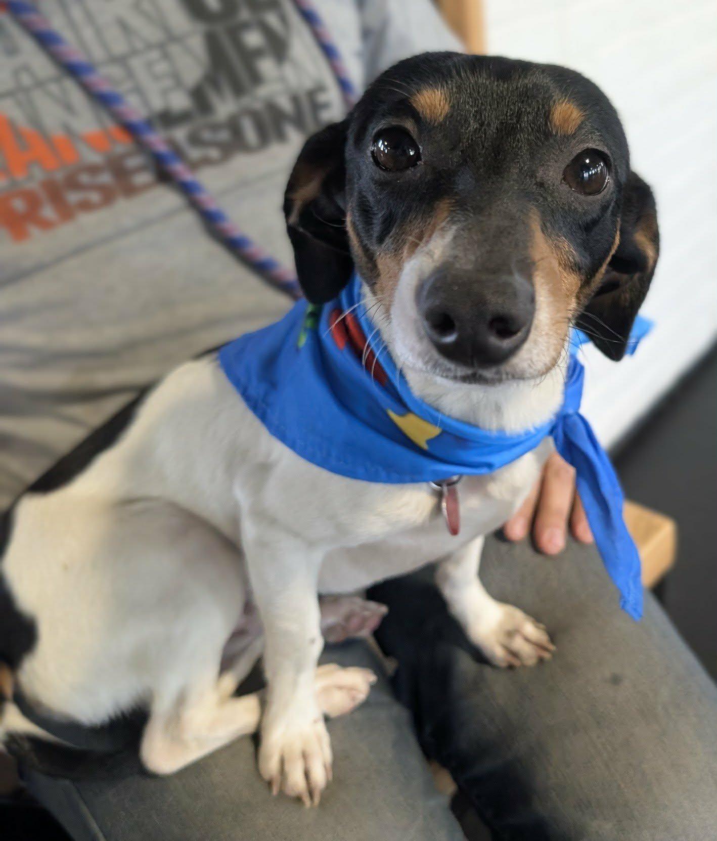 ENZO, a ADOPTABLE mixed breed in Lincoln, NE image 2/6