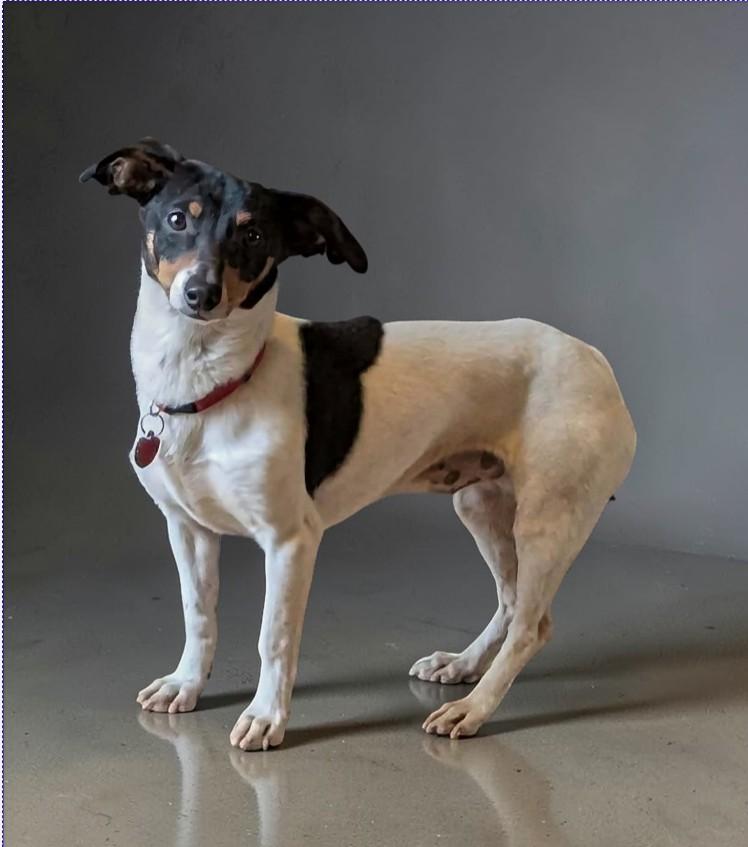 ENZO, a ADOPTABLE mixed breed in Lincoln, NE image 4/6