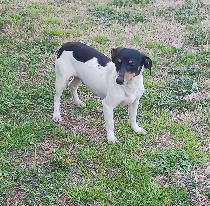 ENZO, a ADOPTABLE mixed breed in Lincoln, NE image 3/6