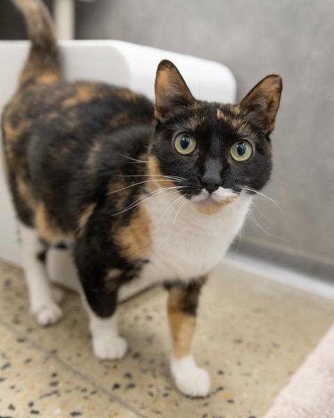 Enlarge PJ, a Adoptable Domestic Short Hair in Leesburg, VA image 1/1