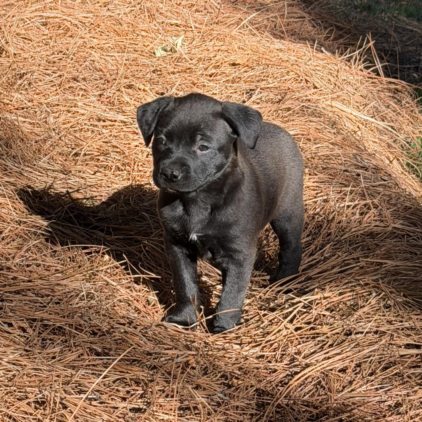 Enlarge Mochi, an adopted Mixed Breed in Charlotte, NC image 3/4