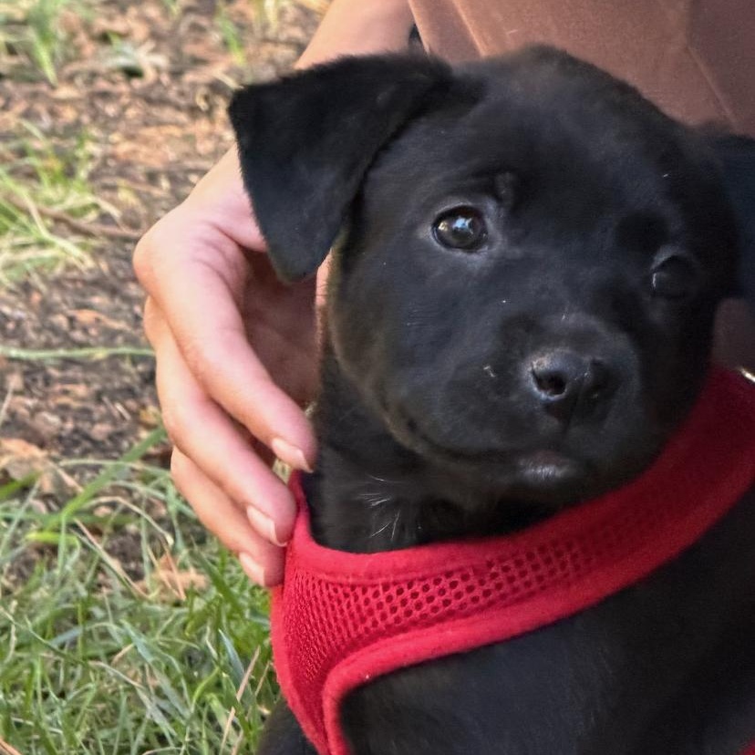 Enlarge Mochi, an adopted Mixed Breed in Charlotte, NC image 2/4