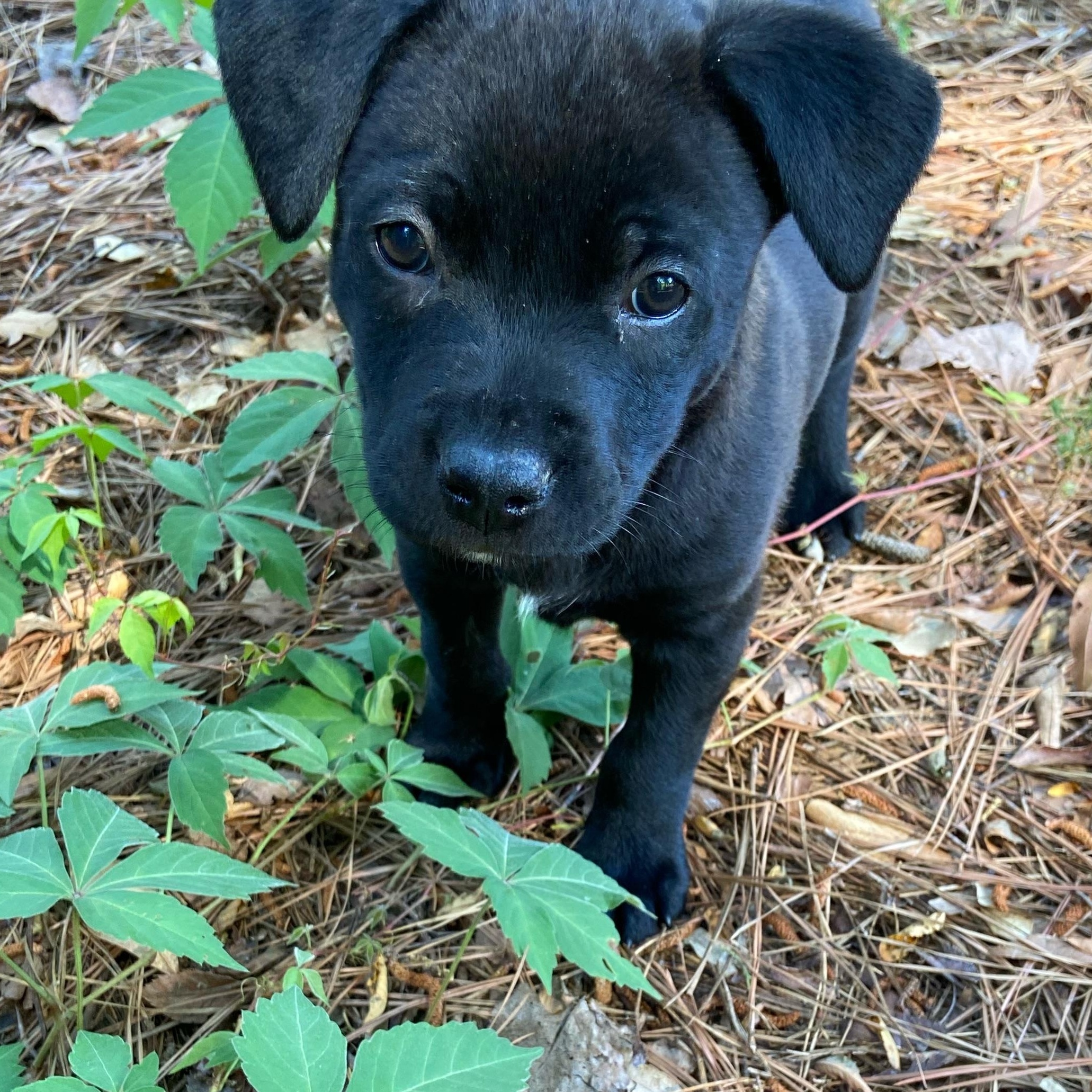 Enlarge Mochi, an adopted Mixed Breed in Charlotte, NC image 4/4