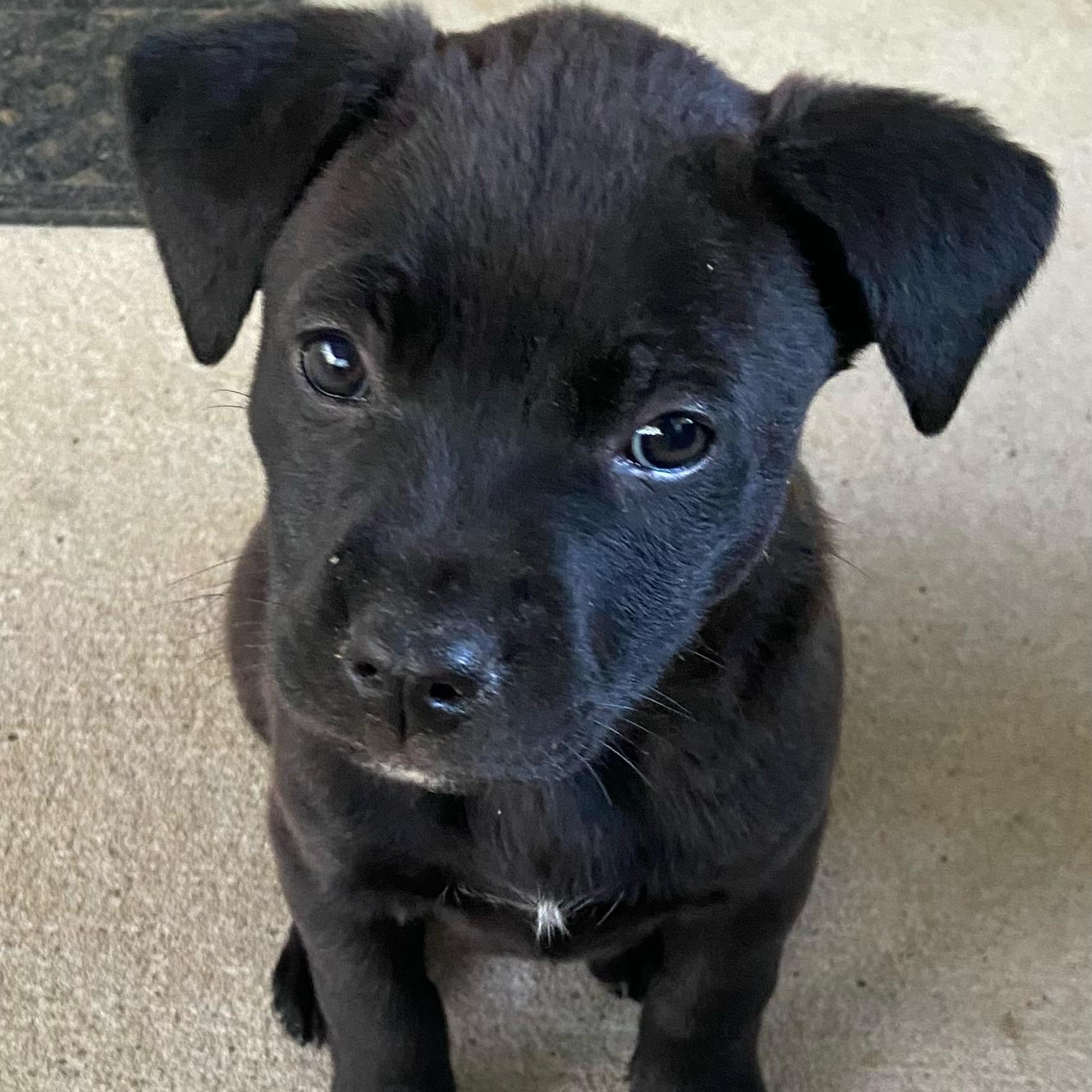 Enlarge Mochi, an adopted Mixed Breed in Charlotte, NC image 1/4