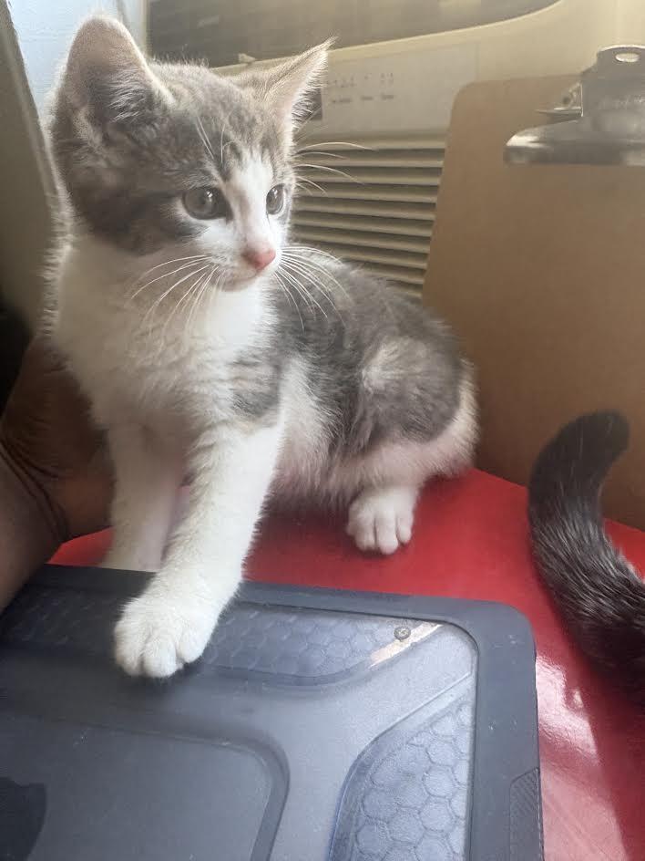 Valerie, ADOPTABLE, Kitten Female Domestic Short Hair.