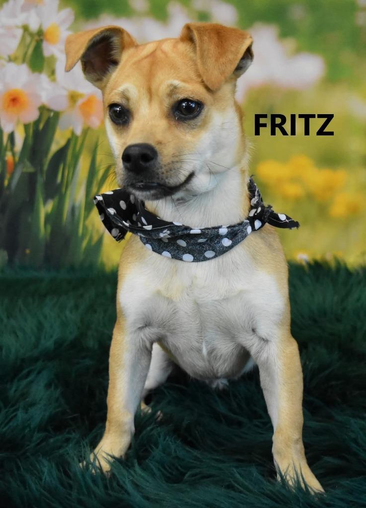 Fritz, Adoptable, Young Male Chihuahua & Shepherd.