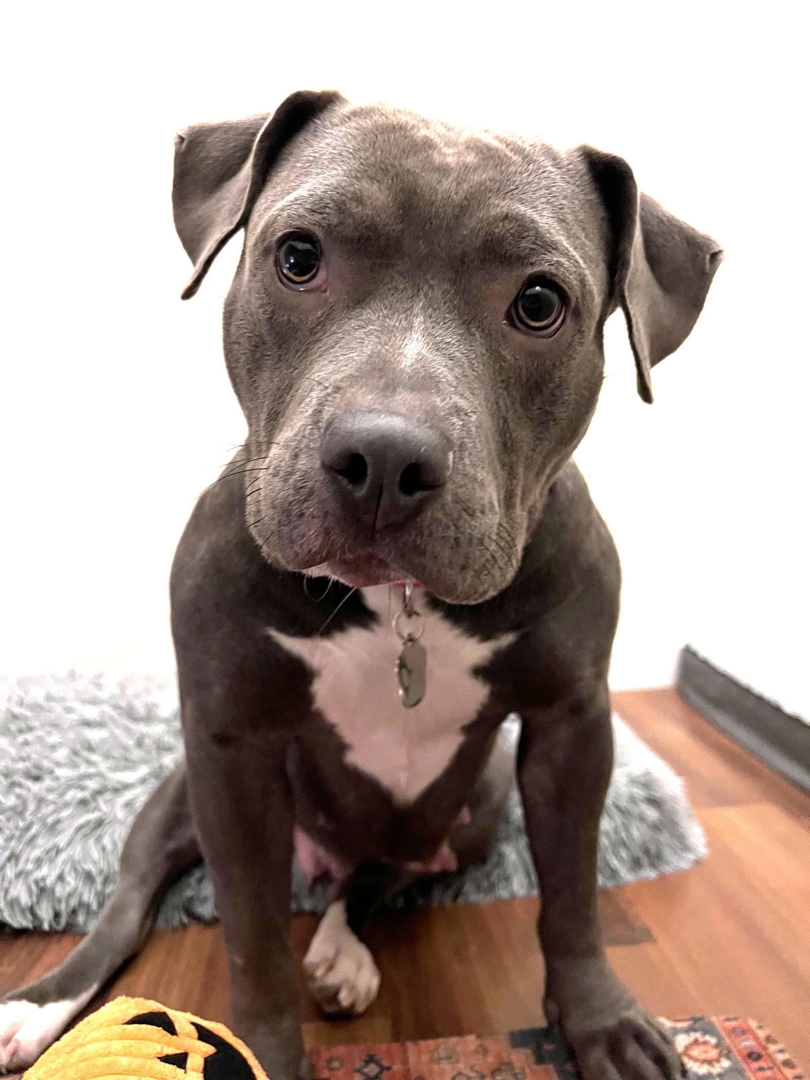 Zuri, Adoptable, Young Female Pit Bull Terrier.