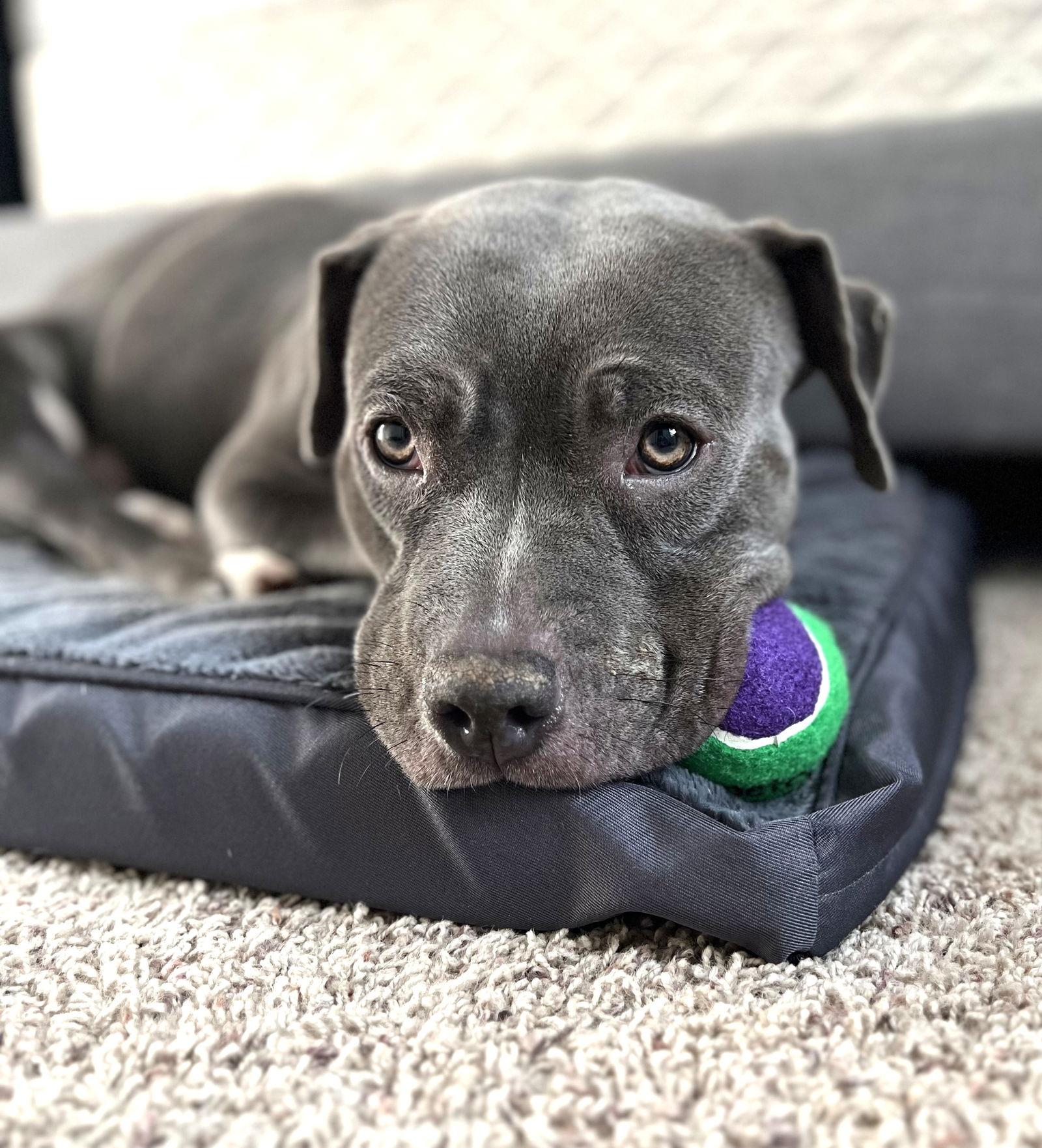 Enlarge Zuri, a Adoptable Pit Bull Terrier in Rockville, MD image 2/3