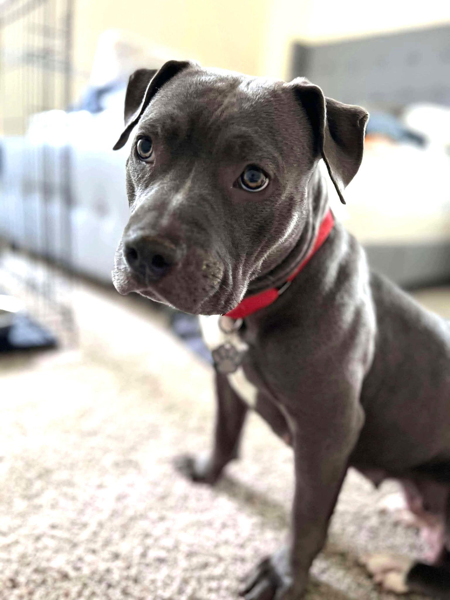 Enlarge Zuri, a Adoptable Pit Bull Terrier in Rockville, MD image 3/3