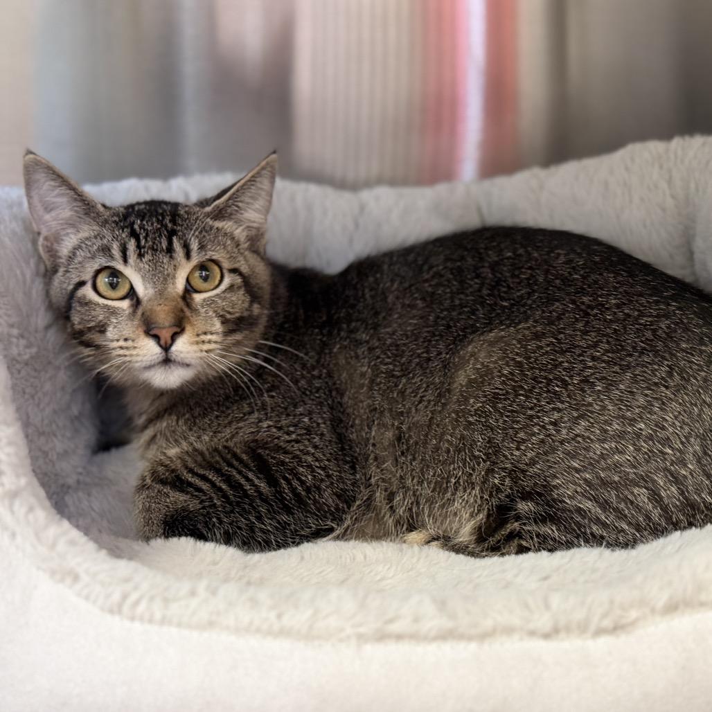 JUNEBUG, Adoptable, Young Male Domestic Short Hair.