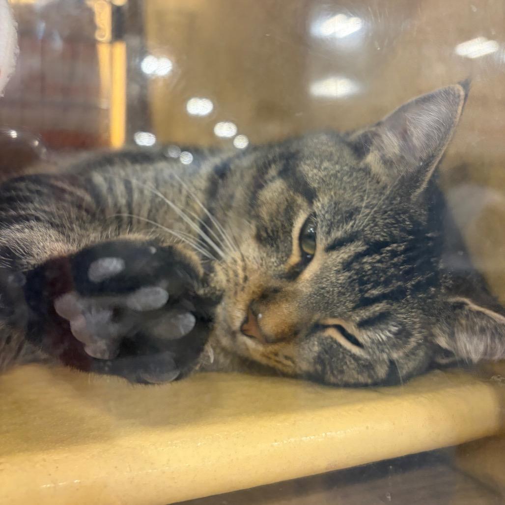 Enlarge JUNEBUG, a Adoptable mixed breed in Kyle, TX image 2/3