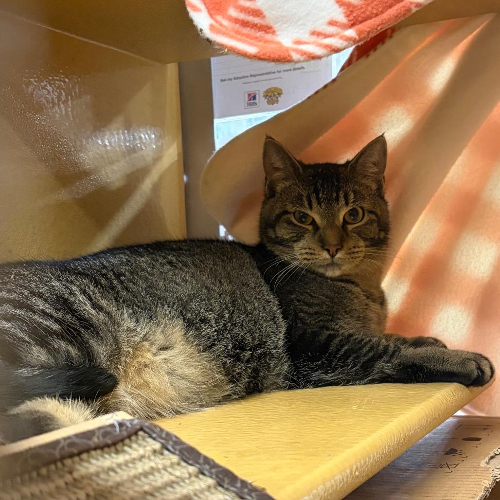 Enlarge JUNEBUG, a Adoptable mixed breed in Kyle, TX image 3/3