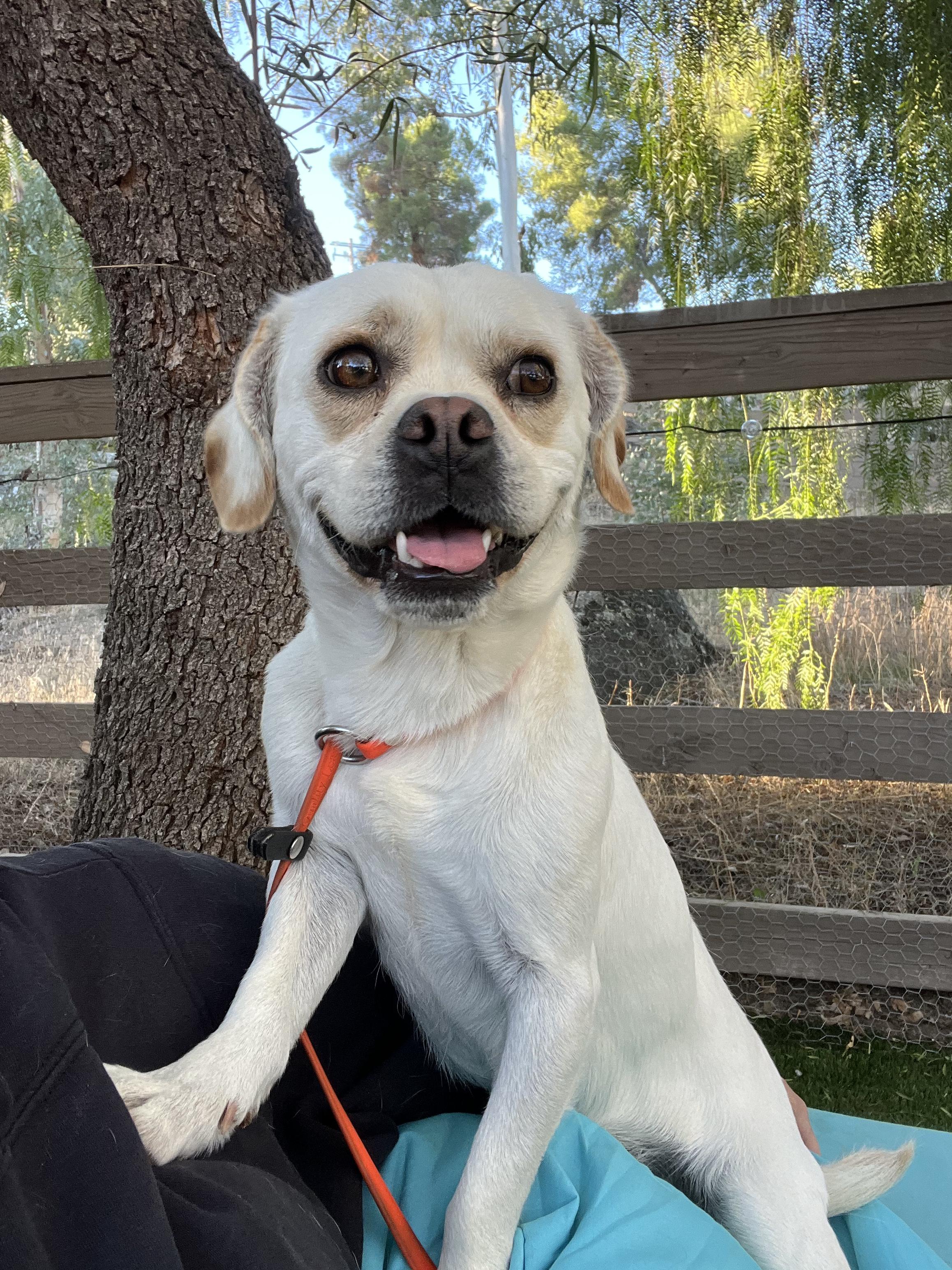 Harvey, Adoptable, Young Male Puggle.