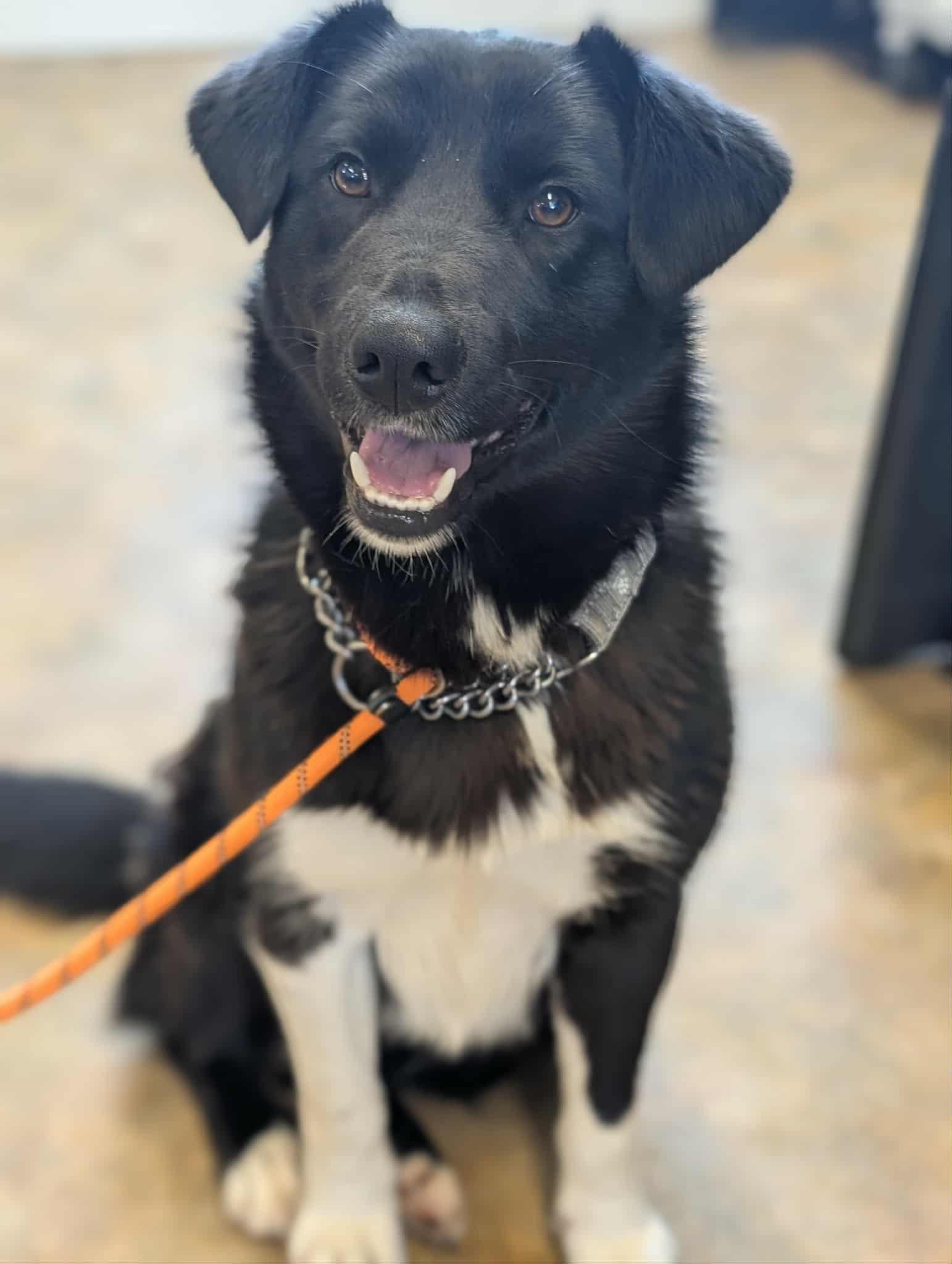 Cola, ADOPTABLE, Young Male Border Collie & Husky.