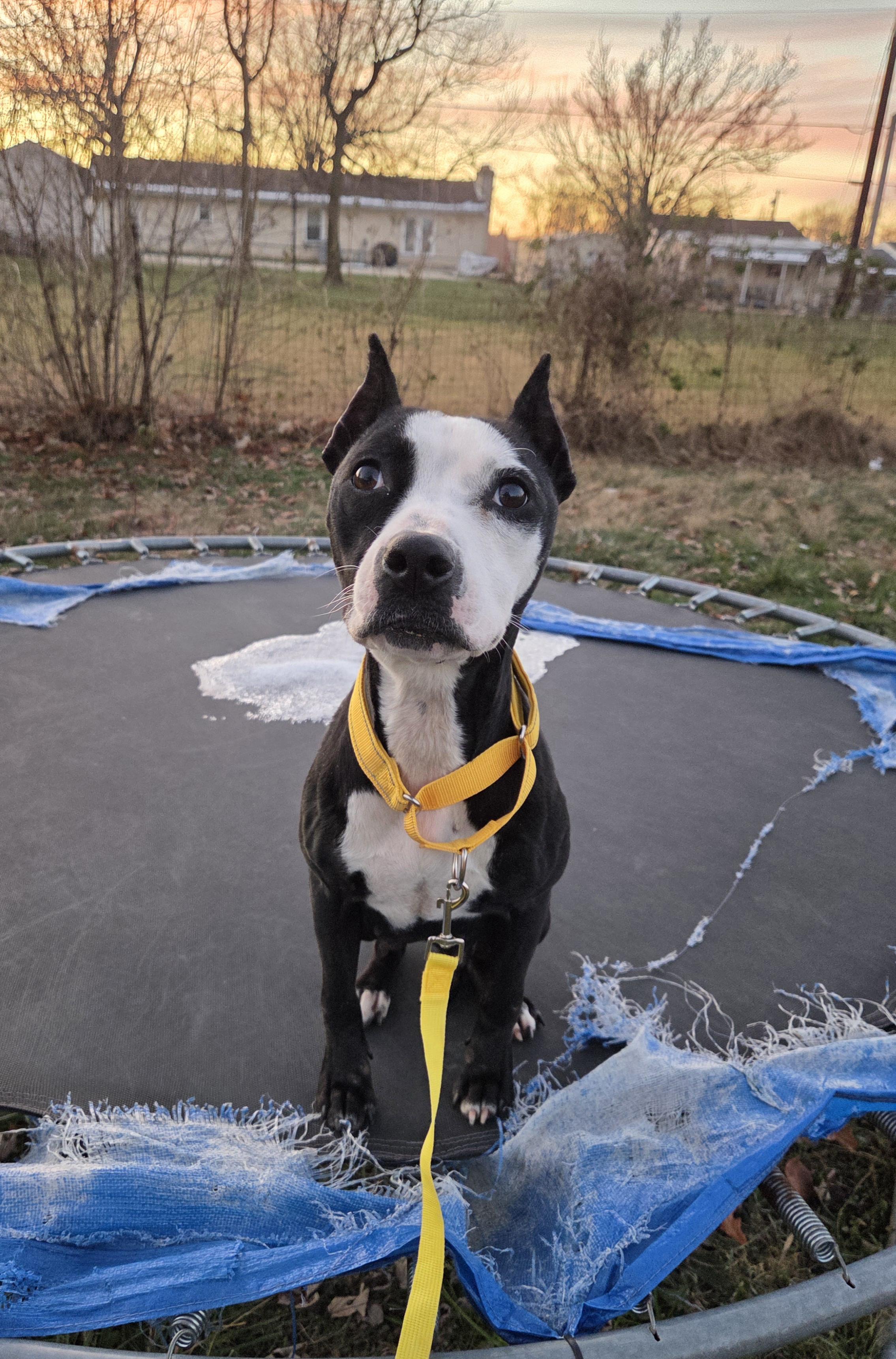 Sonnet, ADOPTABLE, Adult Female Pit Bull Terrier.
