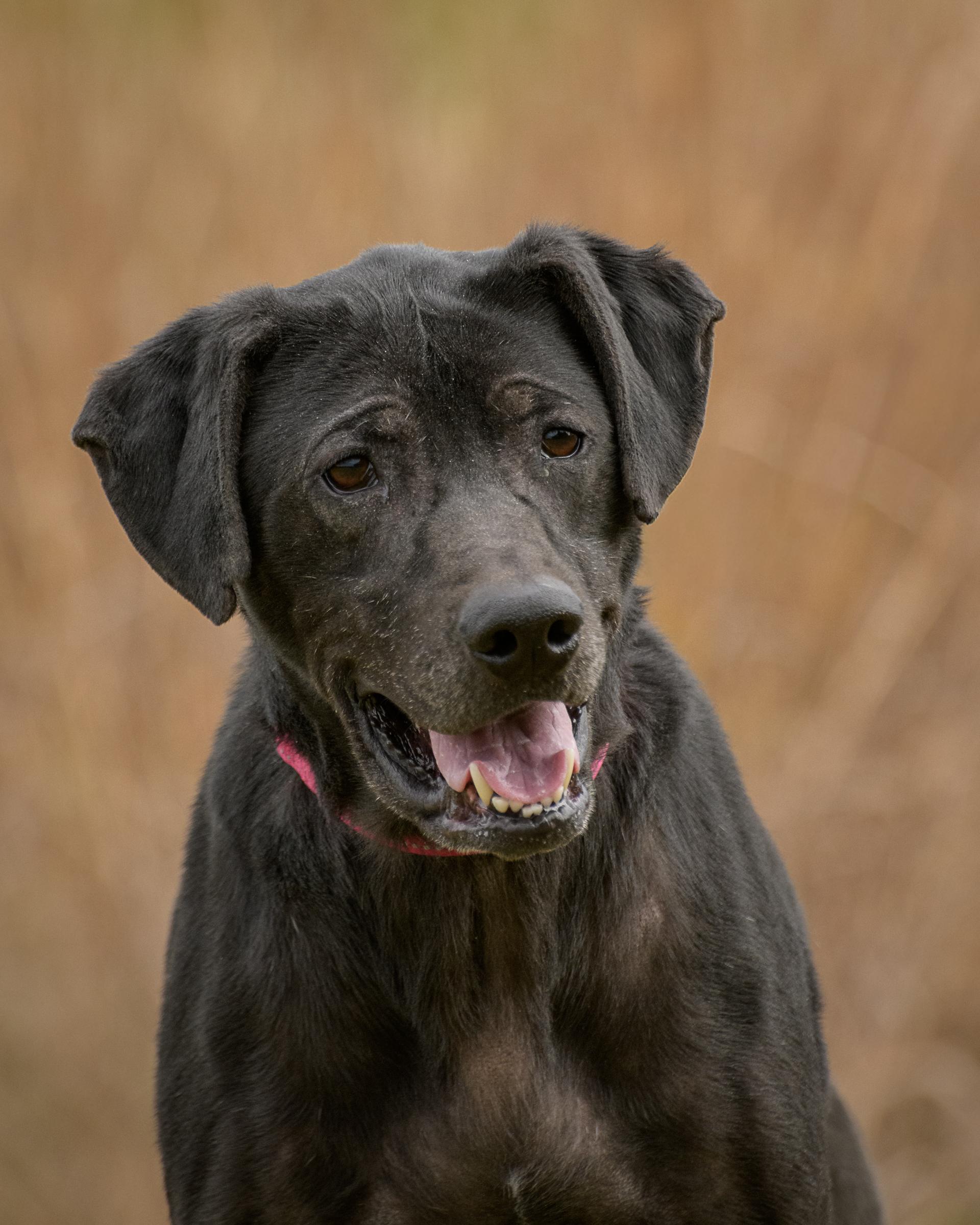 Enlarge Bandit, a Adoptable mixed breed in Quakertown, PA image 1/6