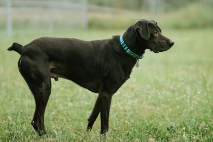 Bandit, Adoptable, Adult Male Hound & Mixed Breed.