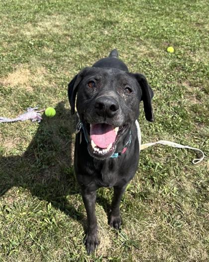Enlarge Bandit, a Adoptable mixed breed in Quakertown, PA image 2/3