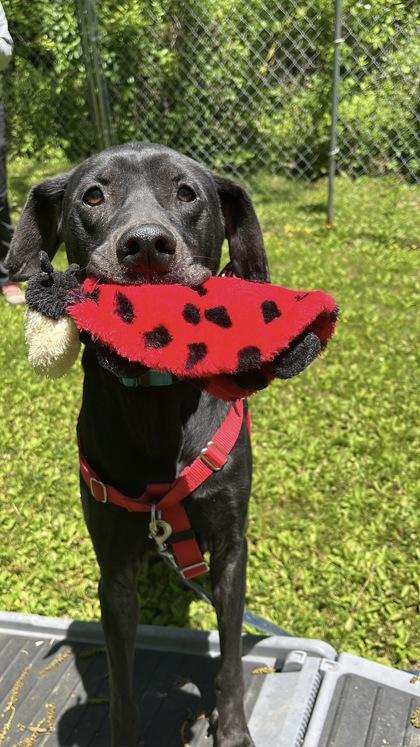 Bandit, a Adoptable mixed breed in Quakertown, PA image 1/3