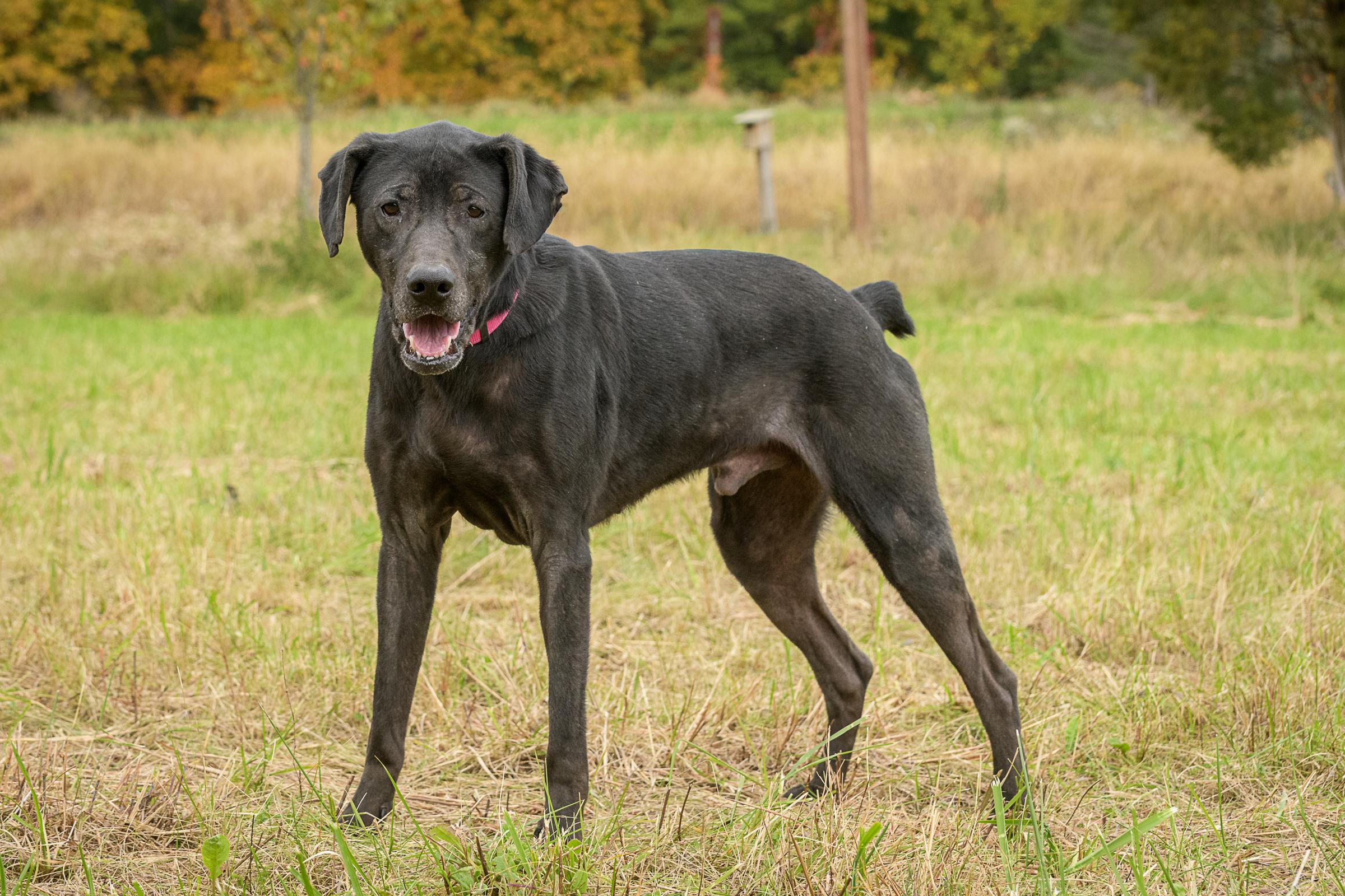 Enlarge Bandit, a Adoptable mixed breed in Quakertown, PA image 3/6