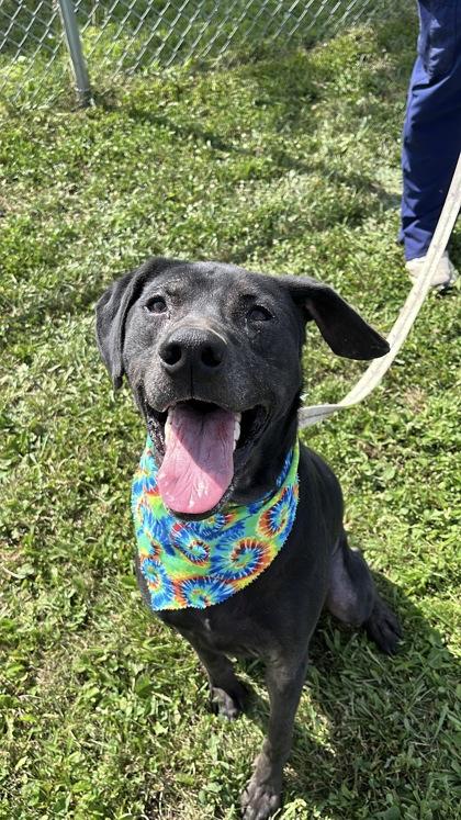 Enlarge Bandit, a Adoptable mixed breed in Quakertown, PA image 3/3