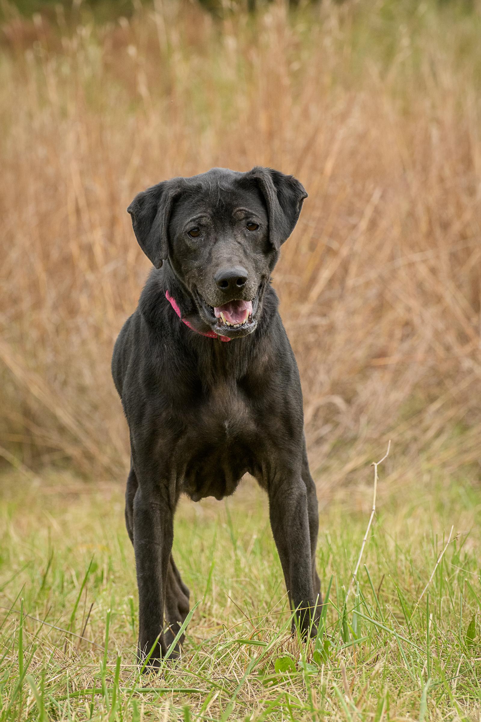 Enlarge Bandit, a Adoptable mixed breed in Quakertown, PA image 2/6