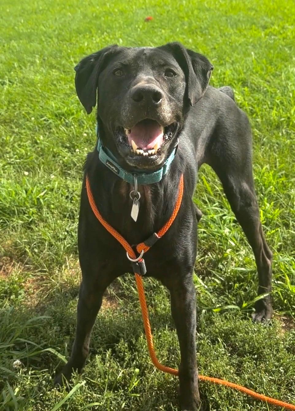 Enlarge Bandit, a Adoptable mixed breed in Quakertown, PA image 5/6