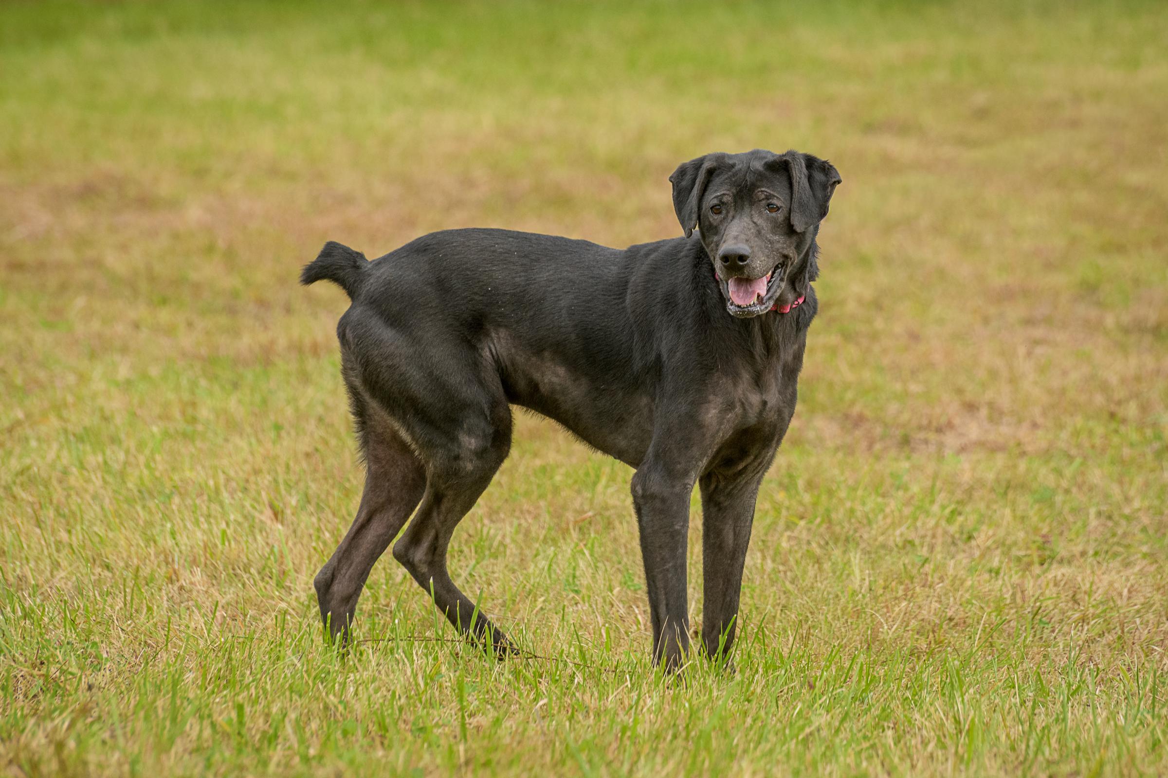Enlarge Bandit, a Adoptable mixed breed in Quakertown, PA image 6/6