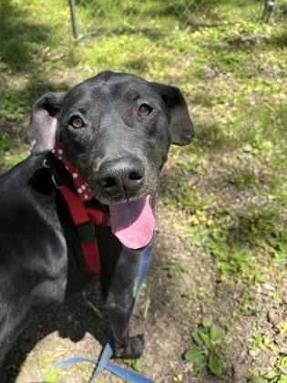 Bandit, a Adoptable mixed breed in Quakertown, PA image 3/3