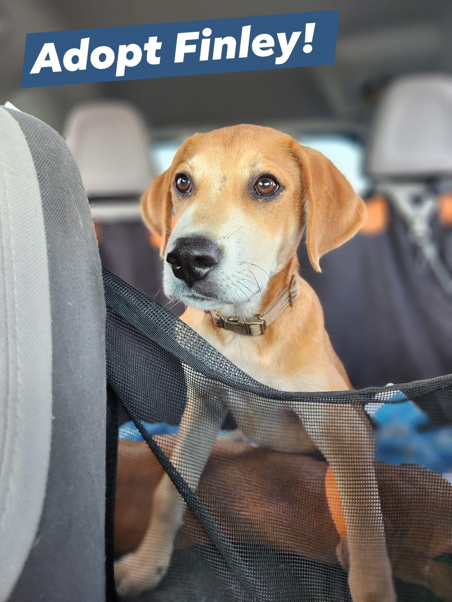 Finley, an adoptable Mixed Breed in Wilsall, MT, 59086 | Photo Image 2