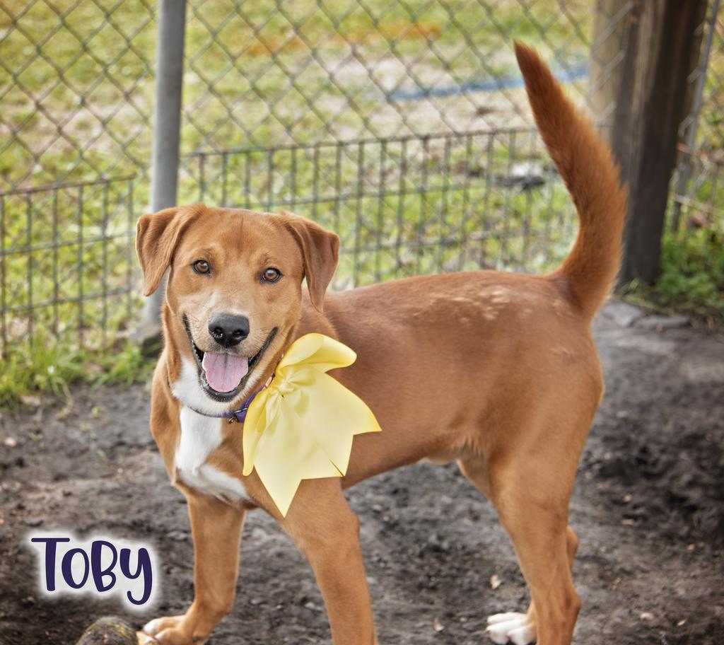 Enlarge Toby, a Adoptable mixed breed in Livingston, LA image 1/3