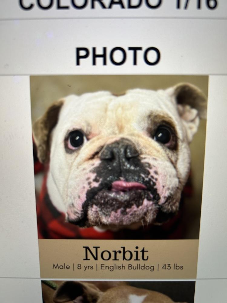 Enlarge Mr. Beefy (Norbit), a Adoptable English Bulldog in Colorado Springs, CO image 1/1