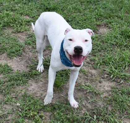 Silly Shelly, ADOPTABLE, Young Female American Staffordshire Terrier & Pit Bull Terrier.