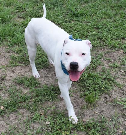 Enlarge Silly Shelly, a ADOPTABLE mixed breed in Inverness, FL image 3/3