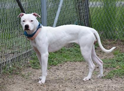 Enlarge Silly Shelly, a ADOPTABLE mixed breed in Inverness, FL image 2/3