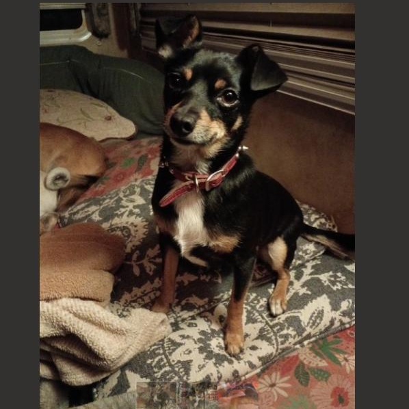 Baxter, ADOPTABLE, Adult Male Chihuahua & Miniature Pinscher.