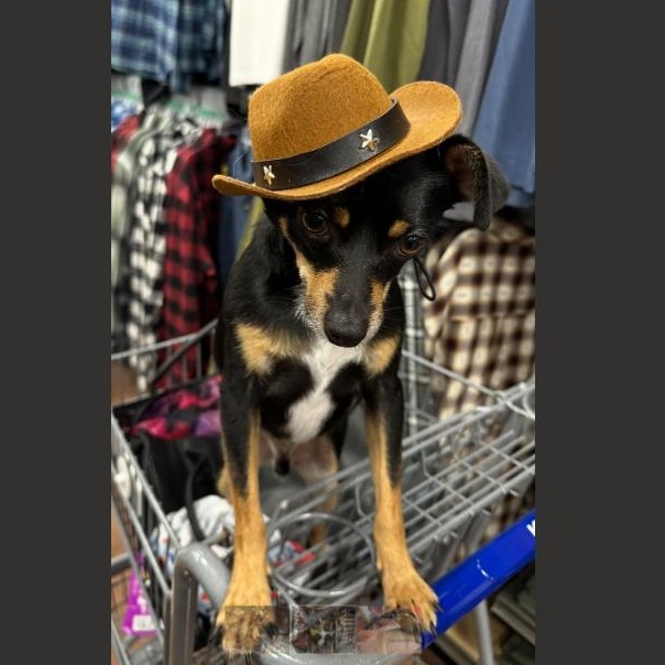 Enlarge Baxter, a ADOPTABLE mixed breed in Littleton, CO image 3/3