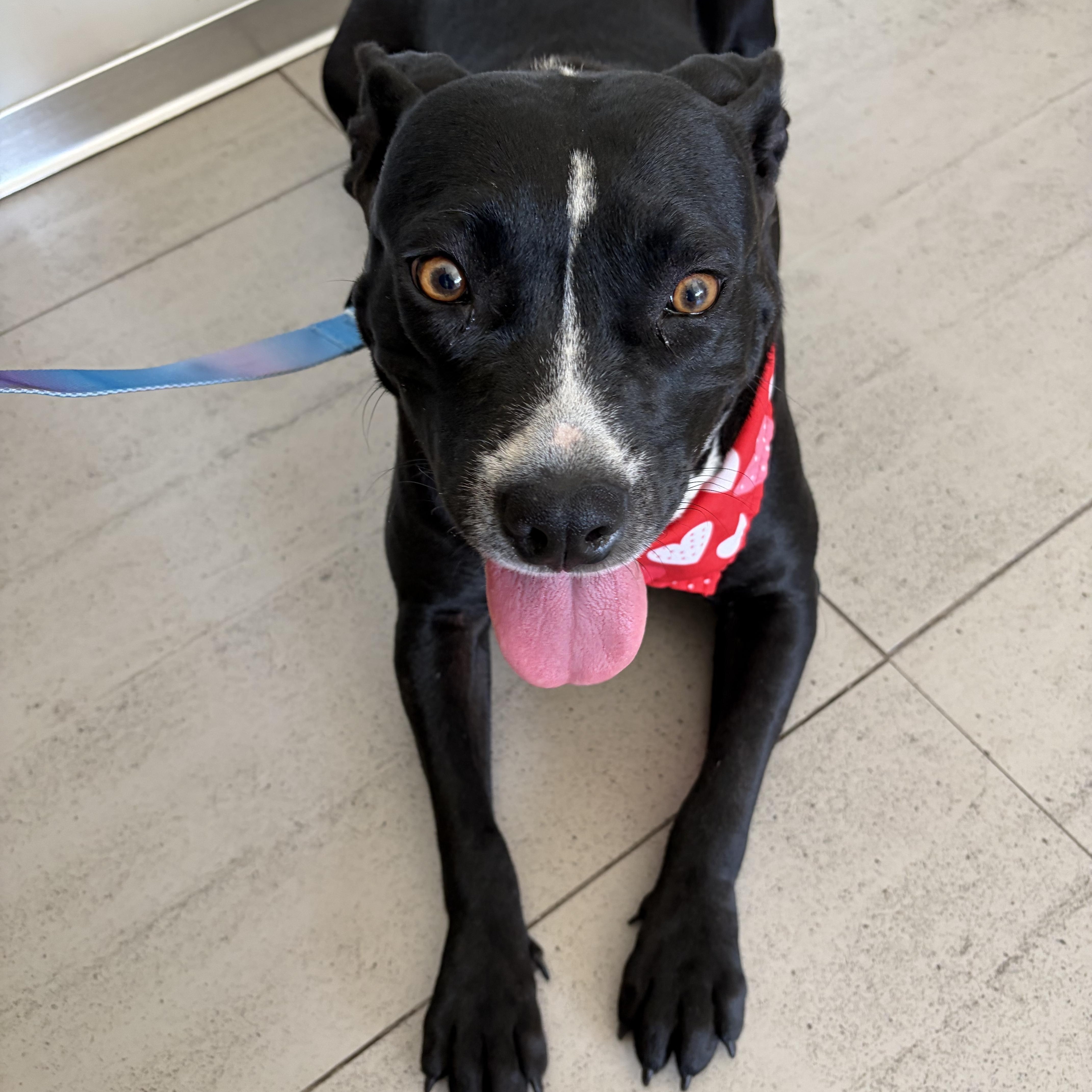 Nova, a ADOPTABLE Pit Bull Terrier in Poway, CA image 4/4