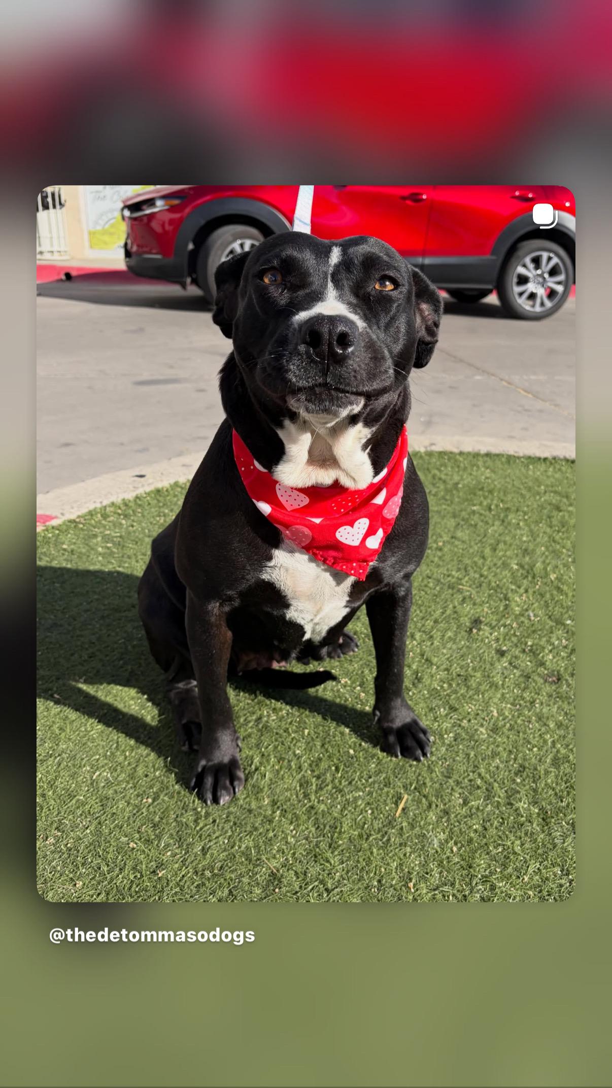 Nova, a ADOPTABLE Pit Bull Terrier in Poway, CA image 2/4
