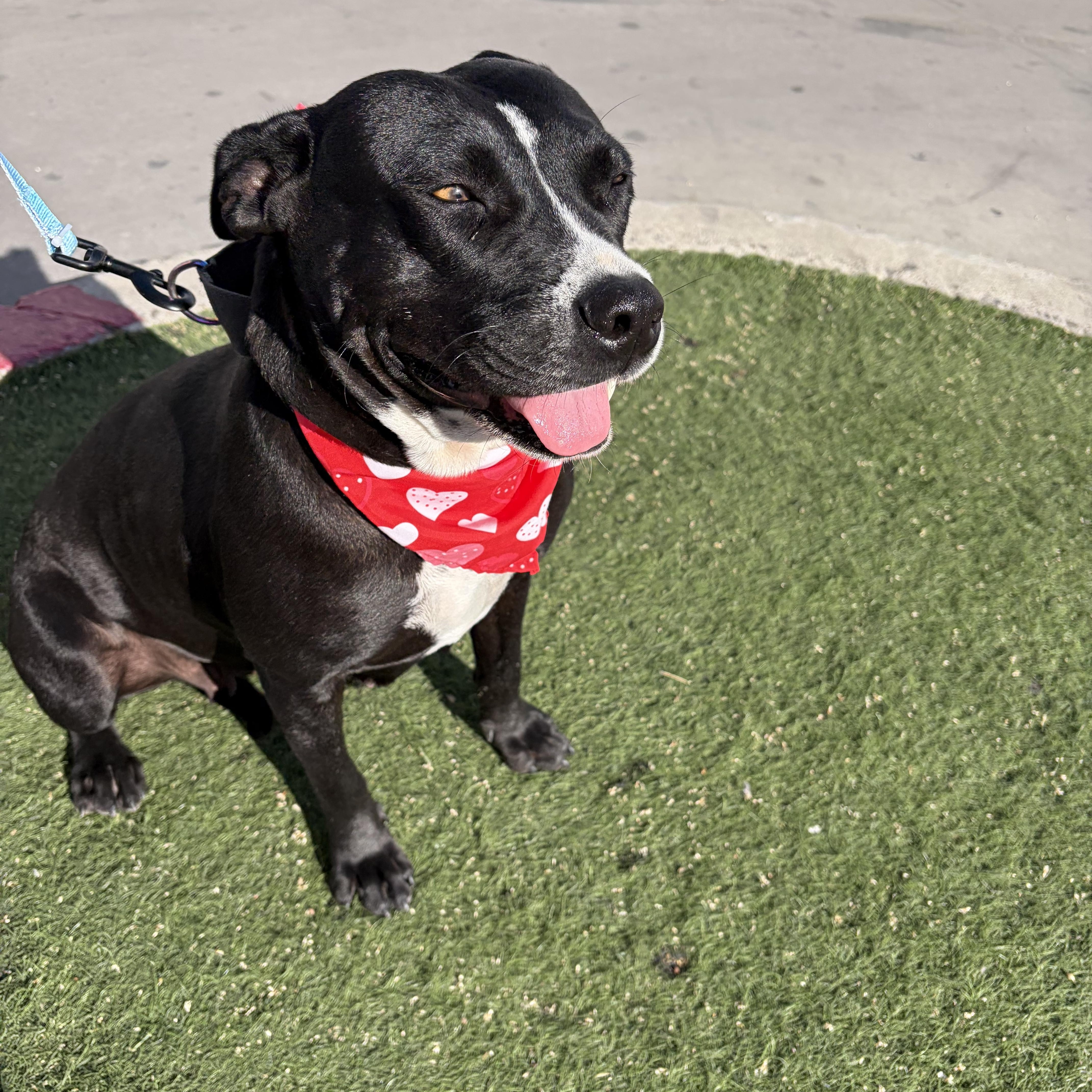 Nova, ADOPTABLE, Adult Female Pit Bull Terrier.