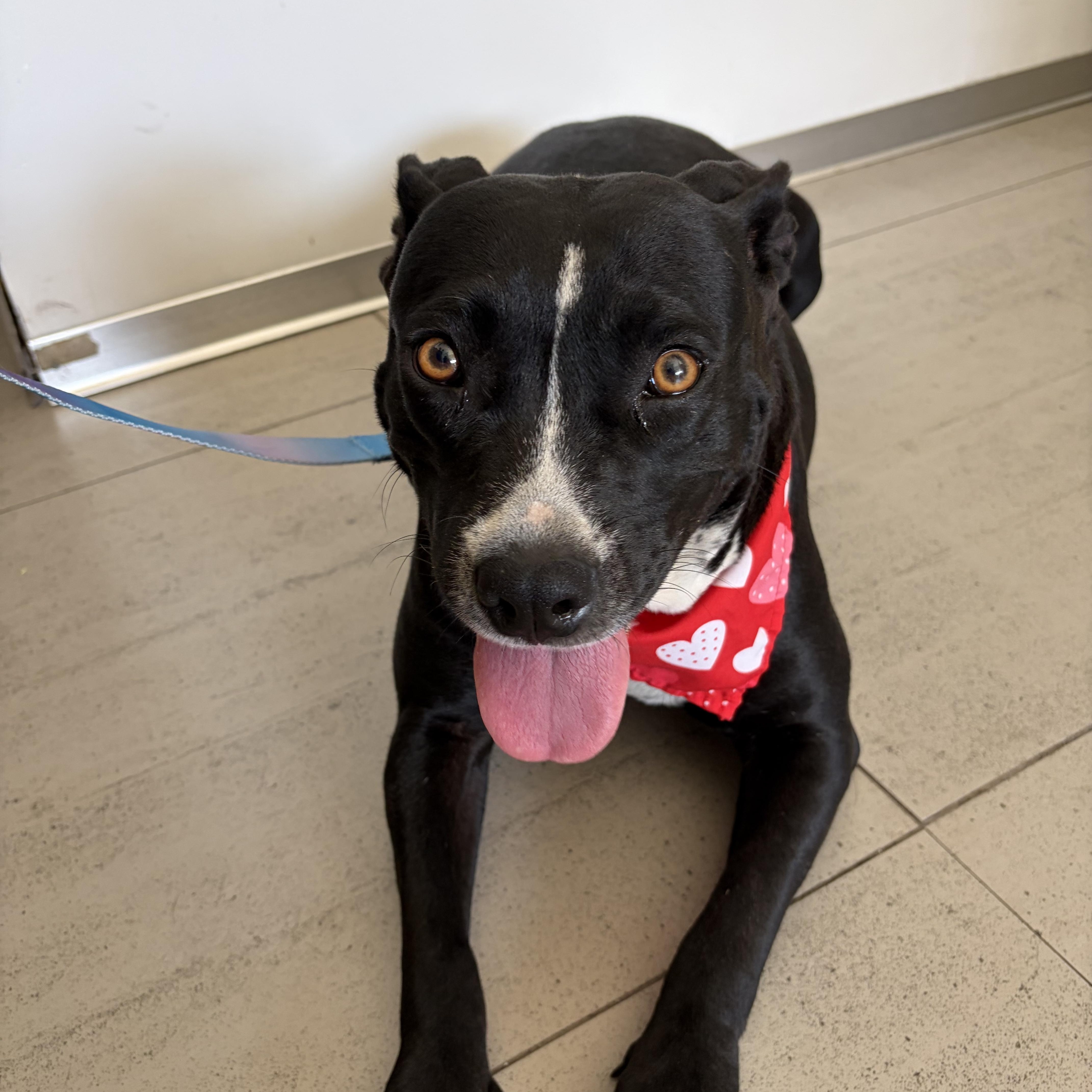 Nova, a ADOPTABLE Pit Bull Terrier in Poway, CA image 3/4