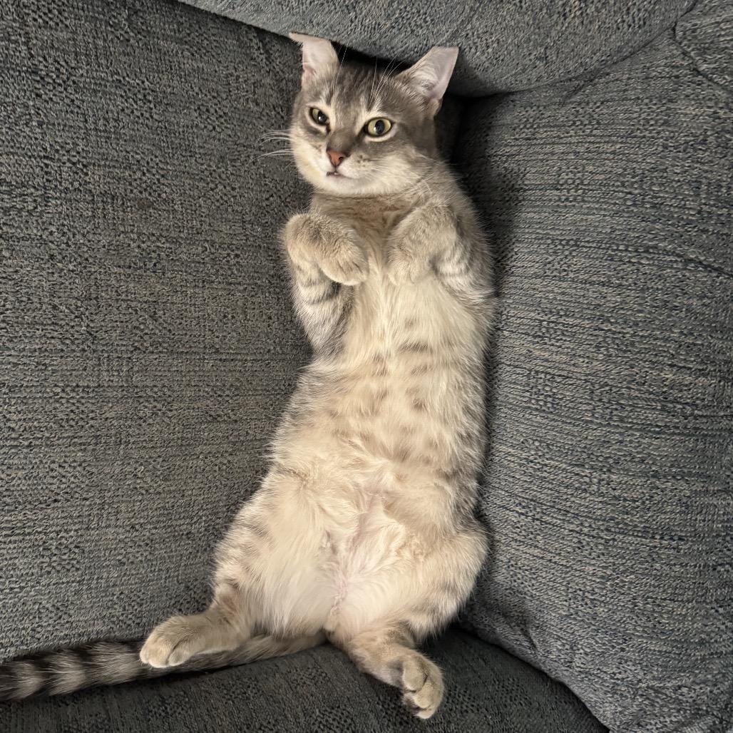Marshmallow, Adoptable, Adult Female Domestic Short Hair.
