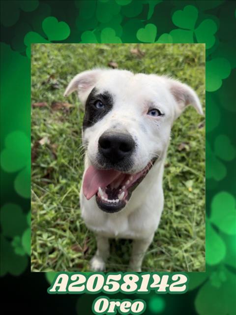 OREO, Adoptable, Young Male Labrador Retriever & Mixed Breed.