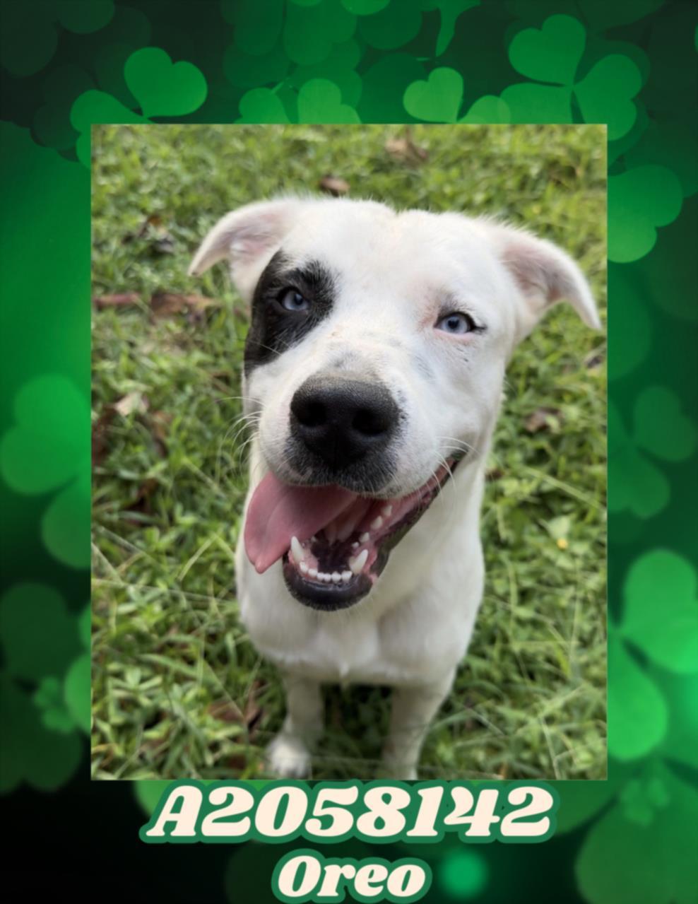 Enlarge OREO, a Adoptable mixed breed in Houston, TX image 1/1