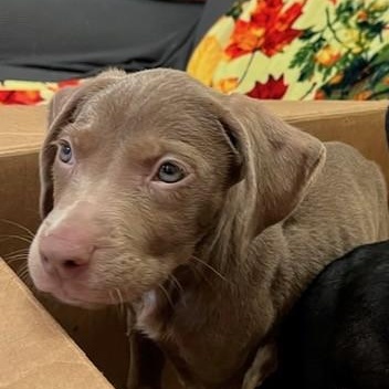 Zoe, ADOPTABLE, Puppy Female Labrador Retriever & Coonhound.