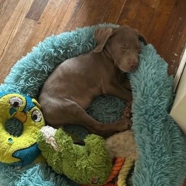 Enlarge Zoe, a ADOPTABLE mixed breed in Knoxville, TN image 2/3