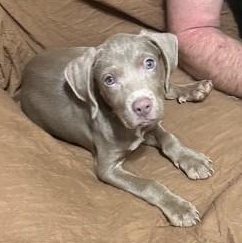 Enlarge Zoe, a ADOPTABLE mixed breed in Knoxville, TN image 3/3