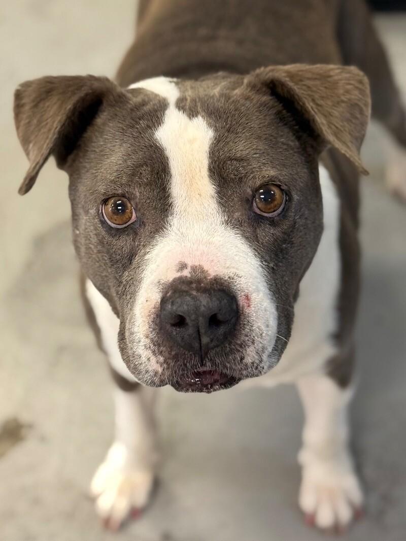 Lucy, a Adoptable mixed breed image 1/6