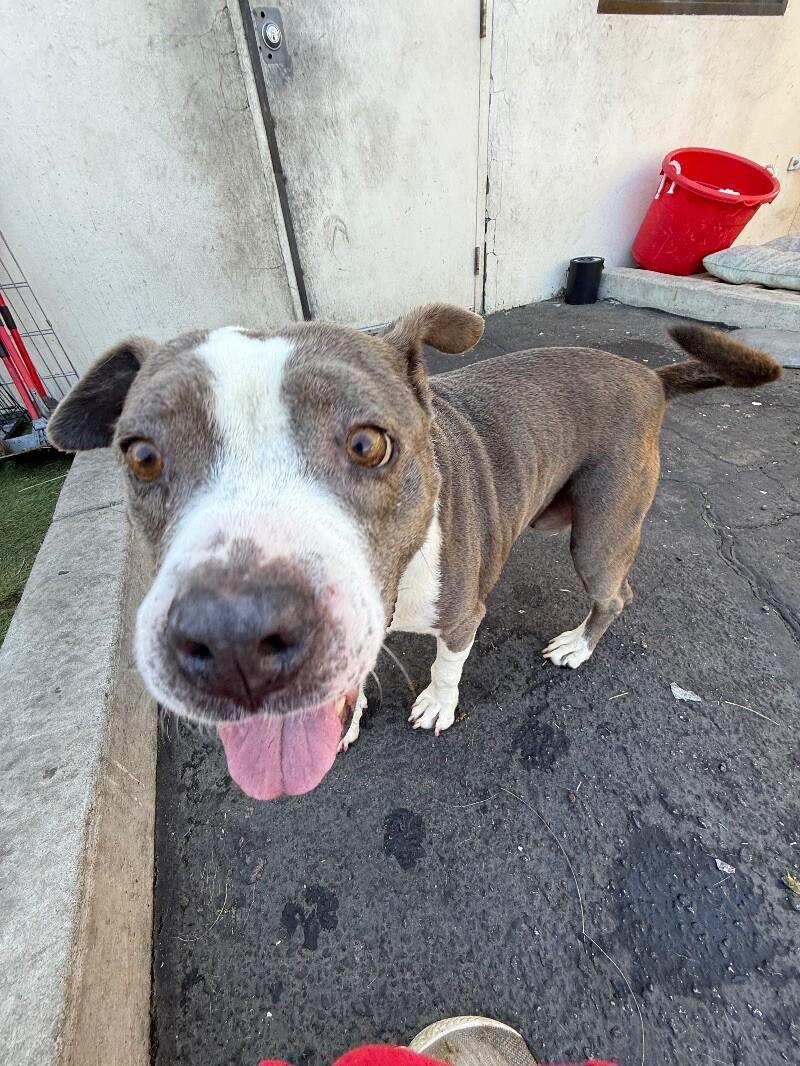 Lucy, a Adoptable mixed breed in Van Nuys, CA image 2/6